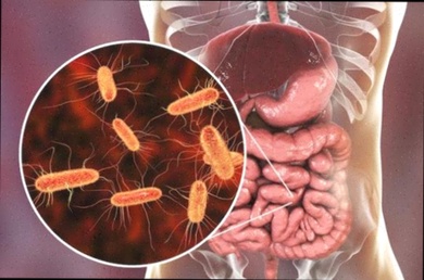 Acheter vermifuge pour humain