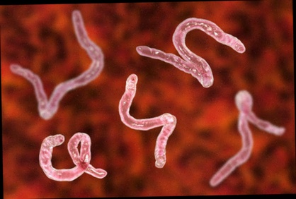 Antiparasitaire Vermifluide