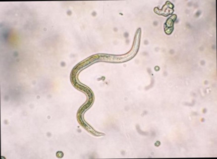 Achat antiparasitic drugs