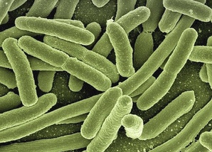 Anti parasite humain