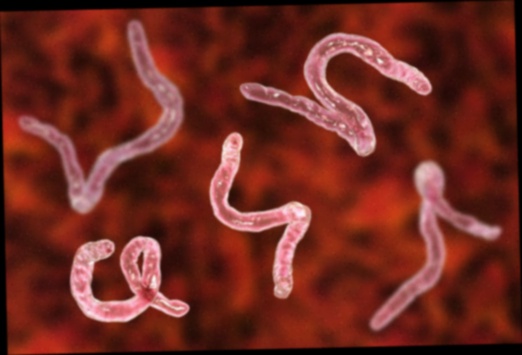 Antiparasitaire naturel Vermifluide
